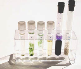 Test tubes in a clear rack containing water plants and rocks