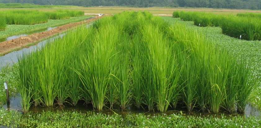 Green field of tall then vertical leaves in water.