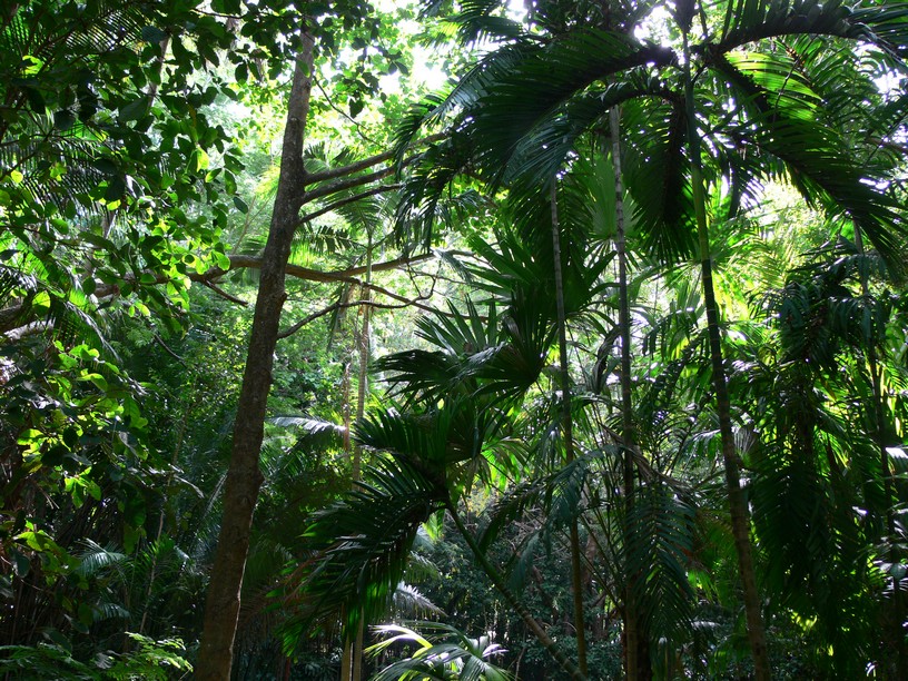 background of tropical plants